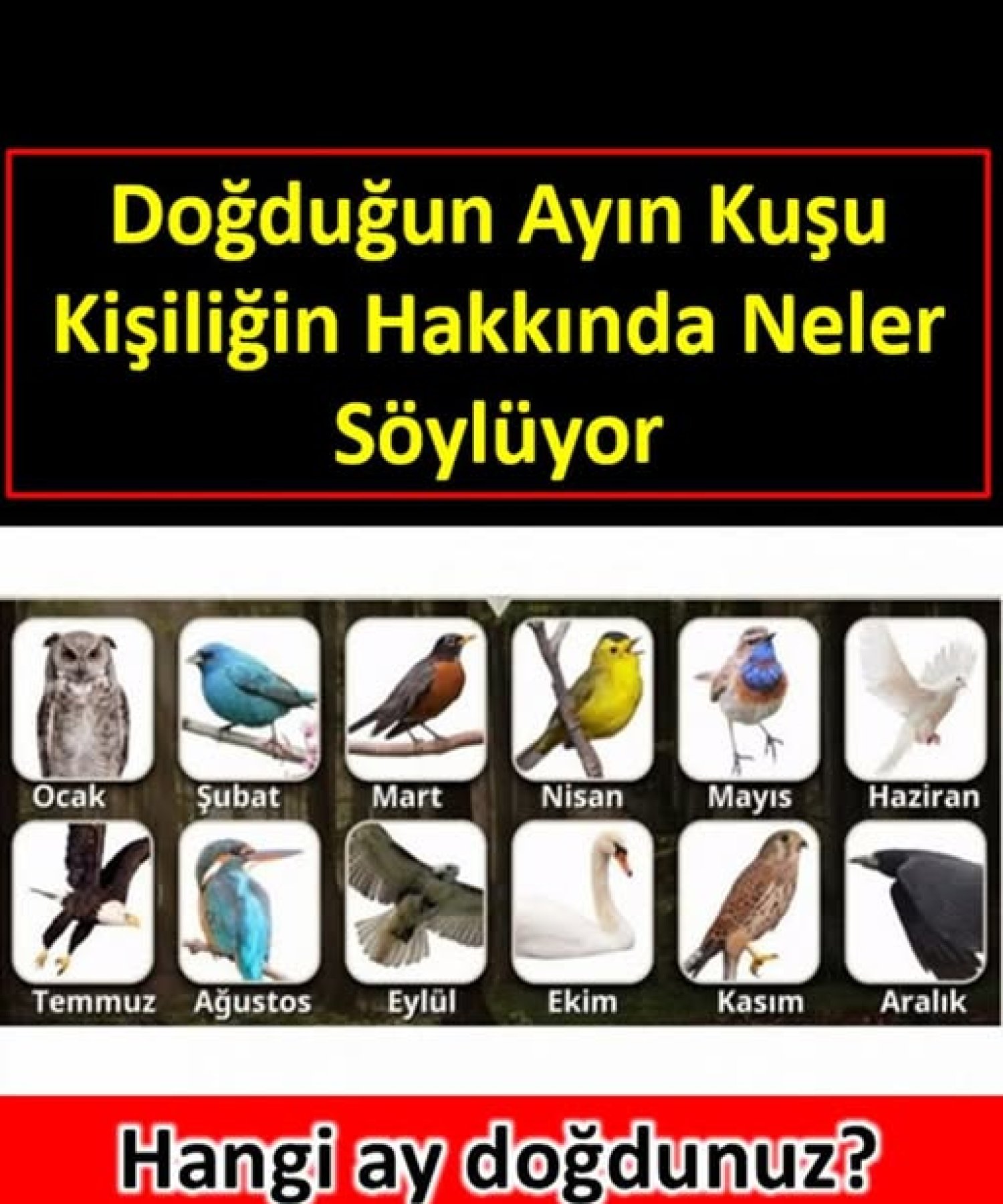 Doğduğunuz ayın kuşu karakteriniz hakkında neler söylüyor