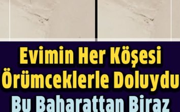 Evimin Her Köşesinde Örümceklerle Doluydu
