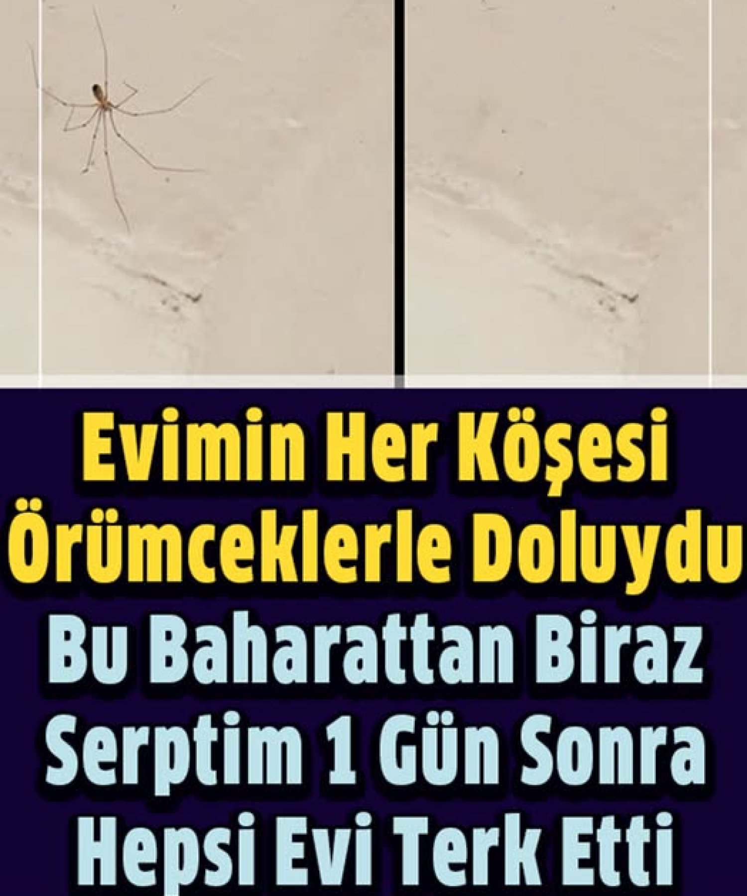 Evimin Her Köşesinde Örümceklerle Doluydu