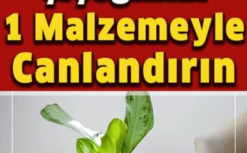 Solmuş Çiçeğinizi Bir Malzemeyle Canlandırın