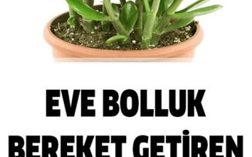 Evlere Bolluk Bereket Getiren Bitki