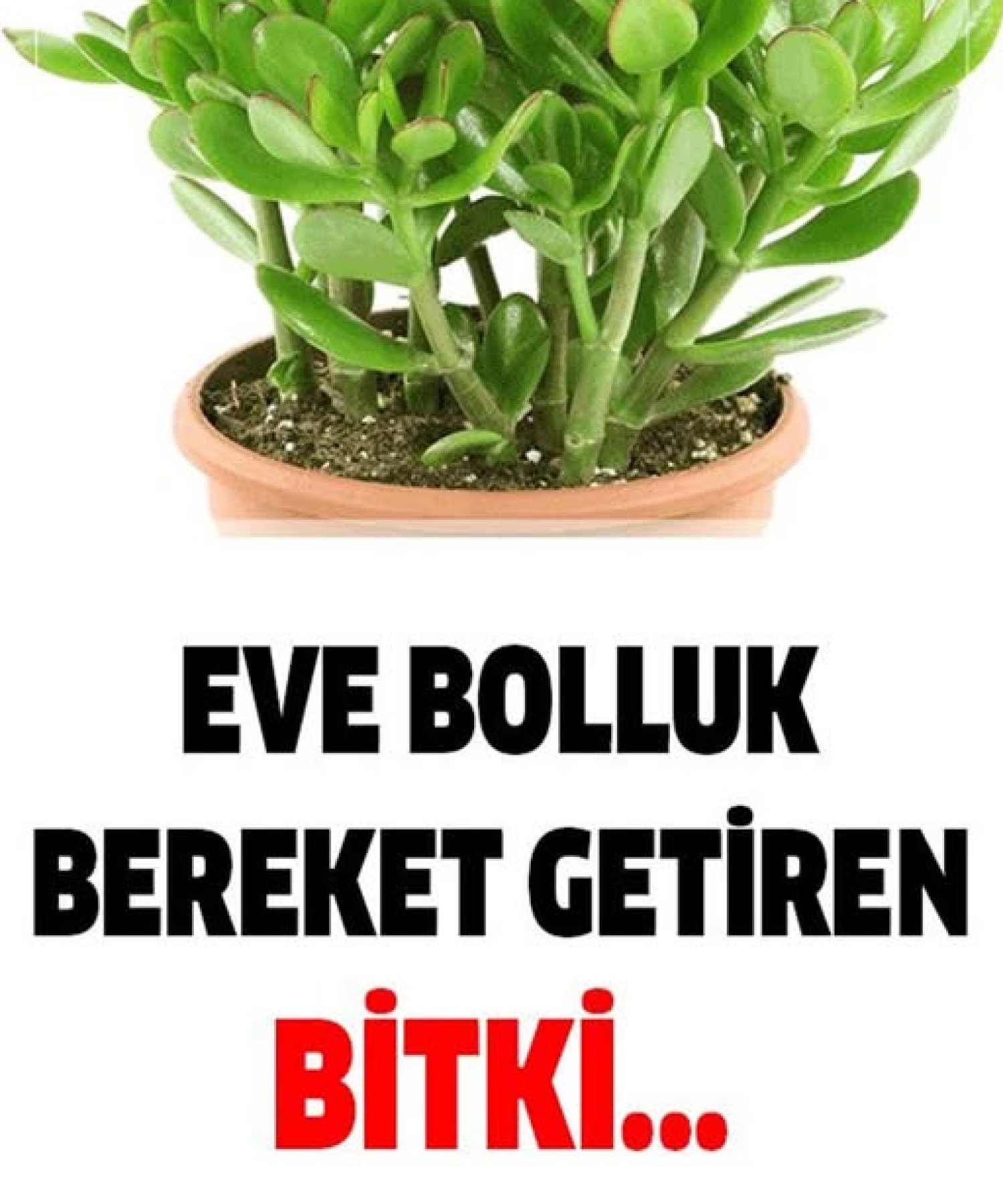 Evlere Bolluk Bereket Getiren Bitki