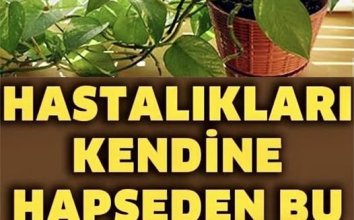 Hastalıkları Kendine Hapseden Çiçek