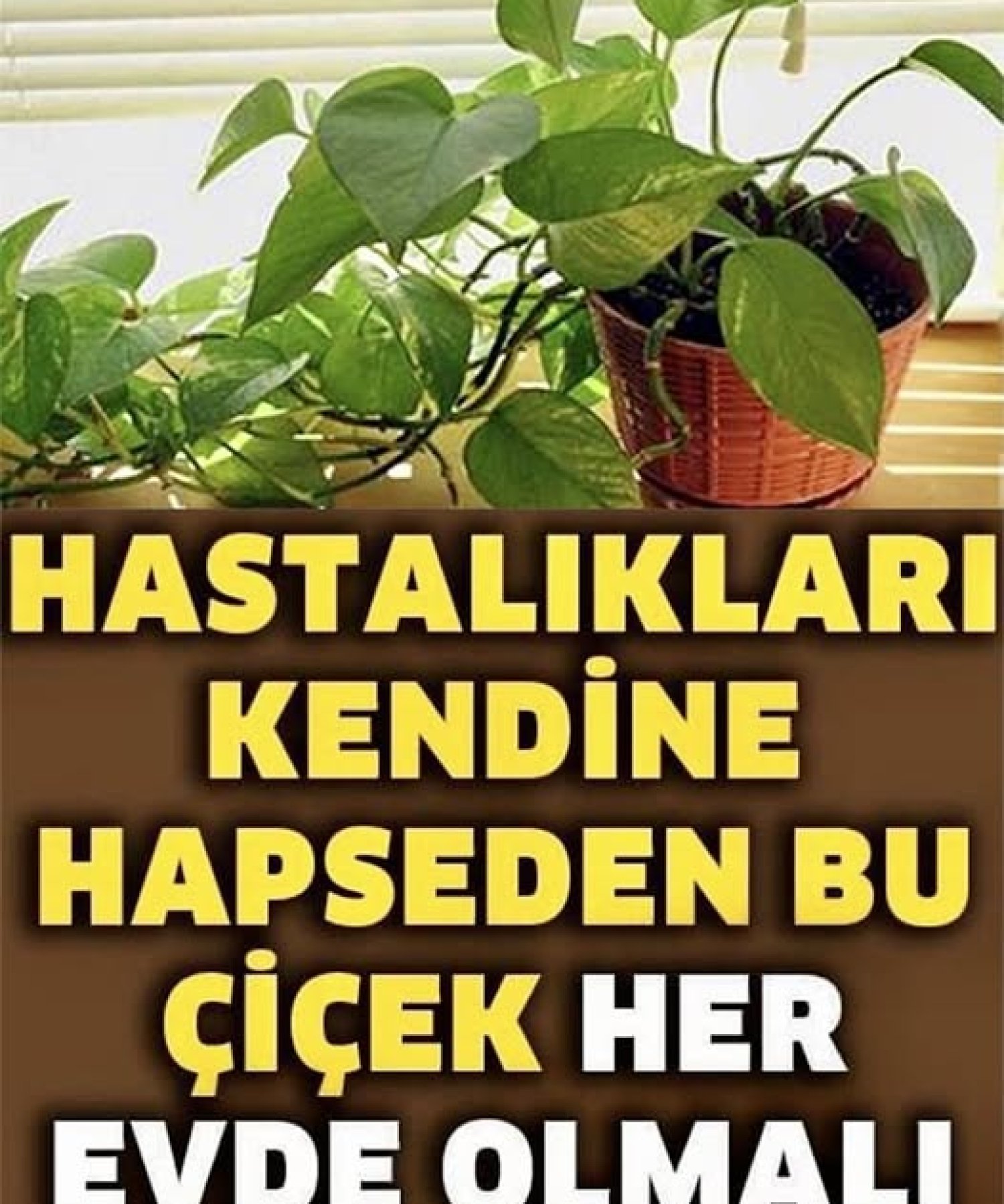 Hastalıkları Kendine Hapseden Çiçek