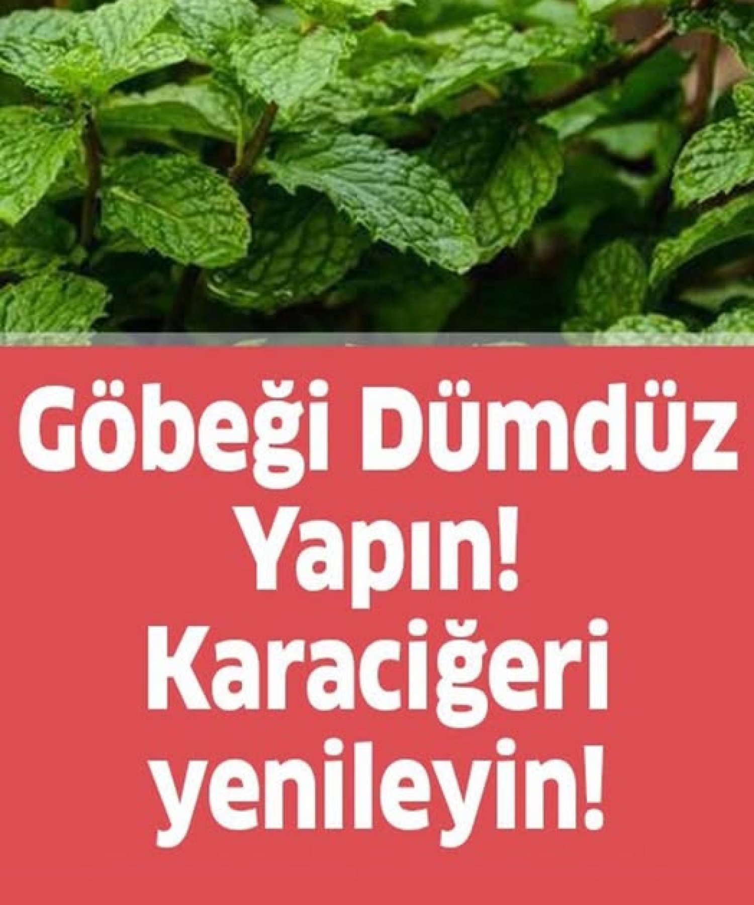 Göbeği Dümdüz Yapın Karaciğeri Yenileyin