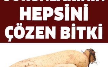 Bu Bitki Mide Sorunlarının Hepsini Çözüyor