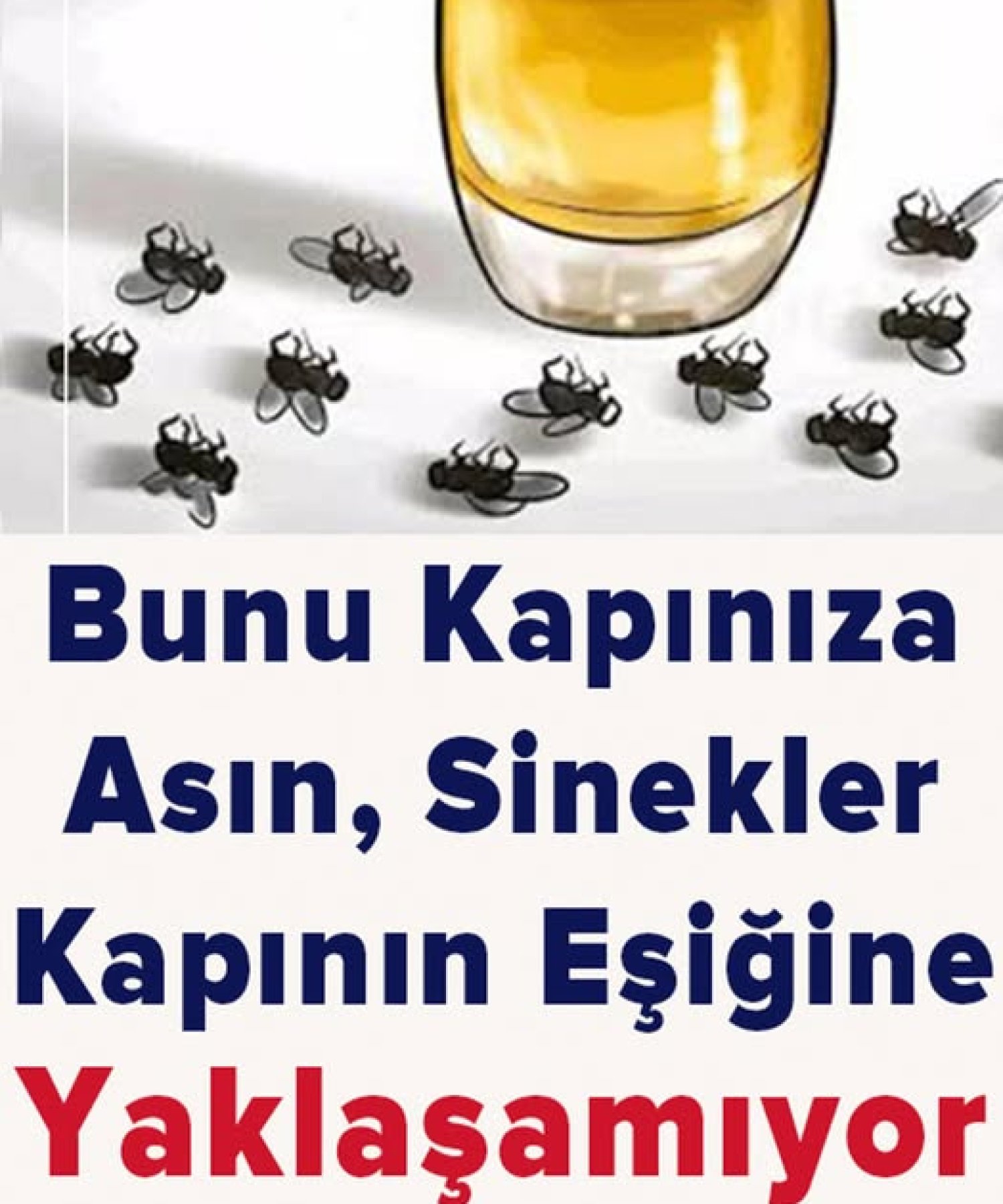 Ne Sinek Ne Böcek Evinizin Eşiğine Yaklaşamayacak